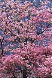 《黎明杀机》单人游戏《弗兰克·斯通的阴影》PC配置公布